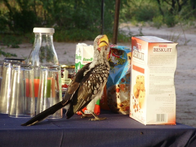 hornbill-table