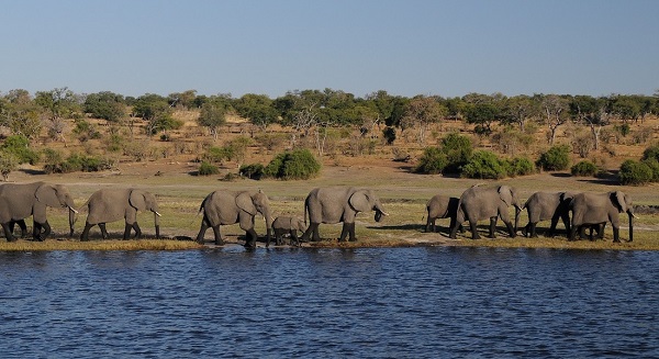 elephant-chobe-national-park-klein