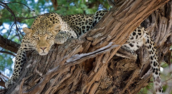 leopard-okavang-delta-klein